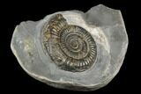 Ammonite (Dactylioceras) Fossil - England #181892-1